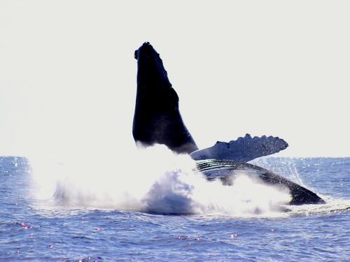 Cabo San Lucas the famous Arch Reviews
