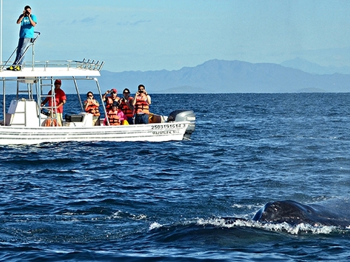 Mazatlan Mexico whale watching Tour Prices