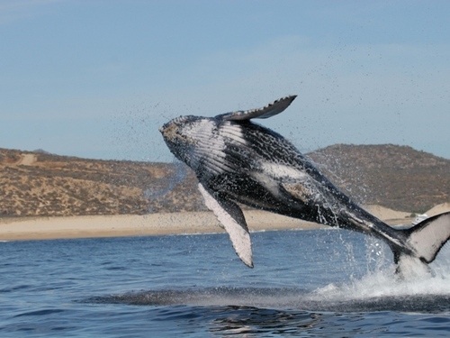 Cabo San Lucas  Mexico the famous Arch Tickets