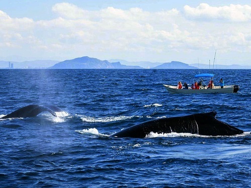 Mazatlan Mexico whale watching Shore Excursion Tickets