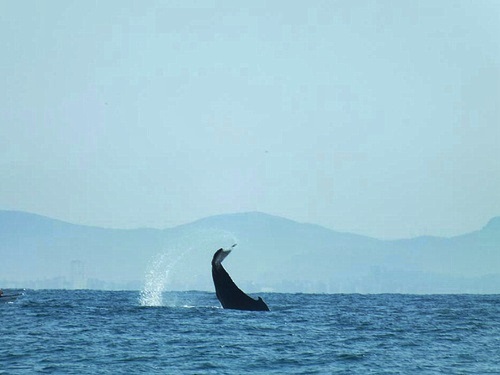 Mazatlan whale Shore Excursion Reviews
