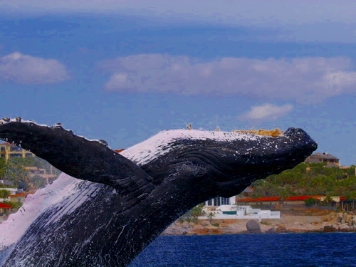 Cabo San Lucas  Mexico sea lions Tour