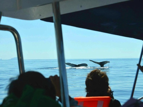 Mazatlan whale Excursion Reviews