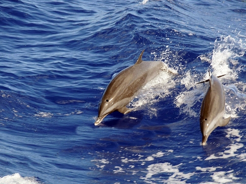 Castries Pilot whale Trip Prices