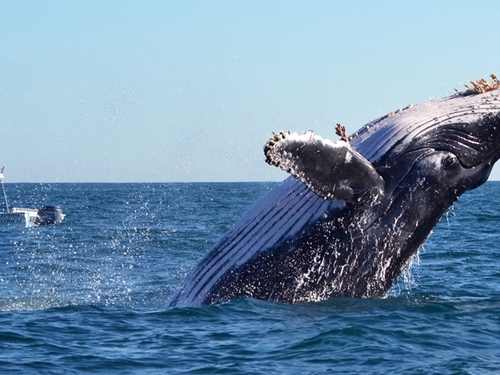 Mazatlan  Mexico humpback whales Cruise Excursion Reservations