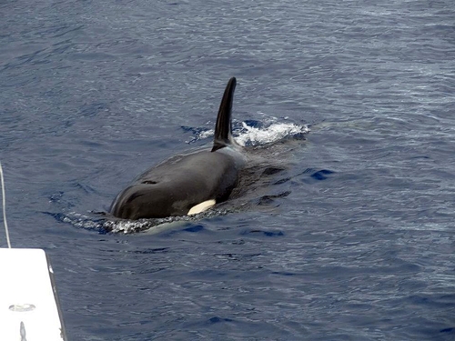 Castries Humpback whale Cruise Excursion Reservations