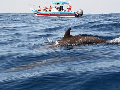Mazatlan wild dolphins Excursion Reviews