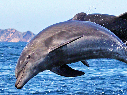 Mazatlan Mexico snorkel with dolphin Tour Tickets