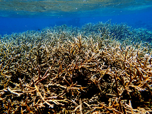 Roatan  Honduras Cordelia Banks Snorkel Tour Prices