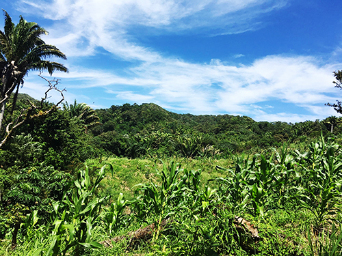 Roatan downtown Excursion Reviews