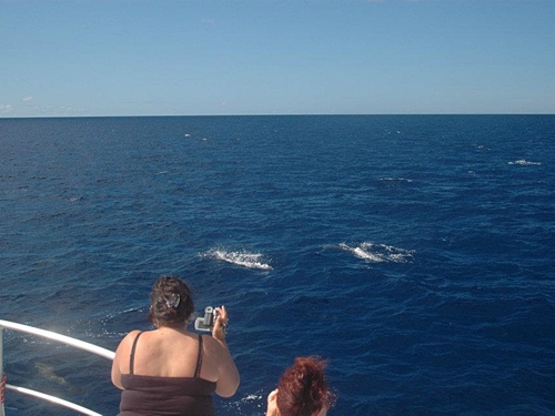 St. Lucia dolphins watching Shore Excursion Prices