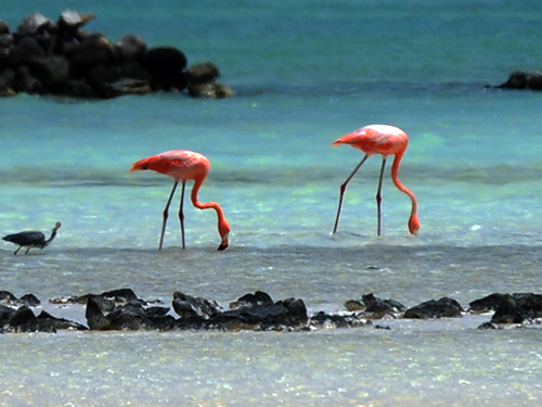 Bonaire salt flats Shore Excursion Cost