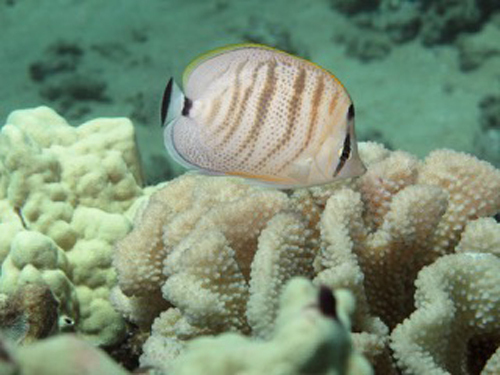 Hilo  Hawaii lava formations Shore Excursion Booking