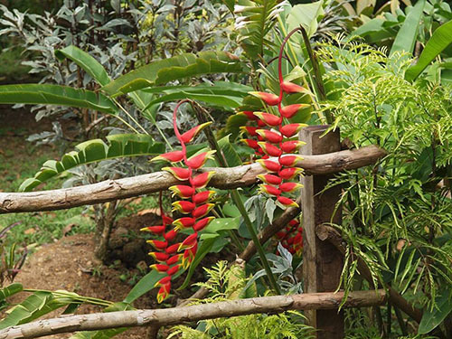 St. Lucia (Castries) fauna Cruise Excursion Tickets